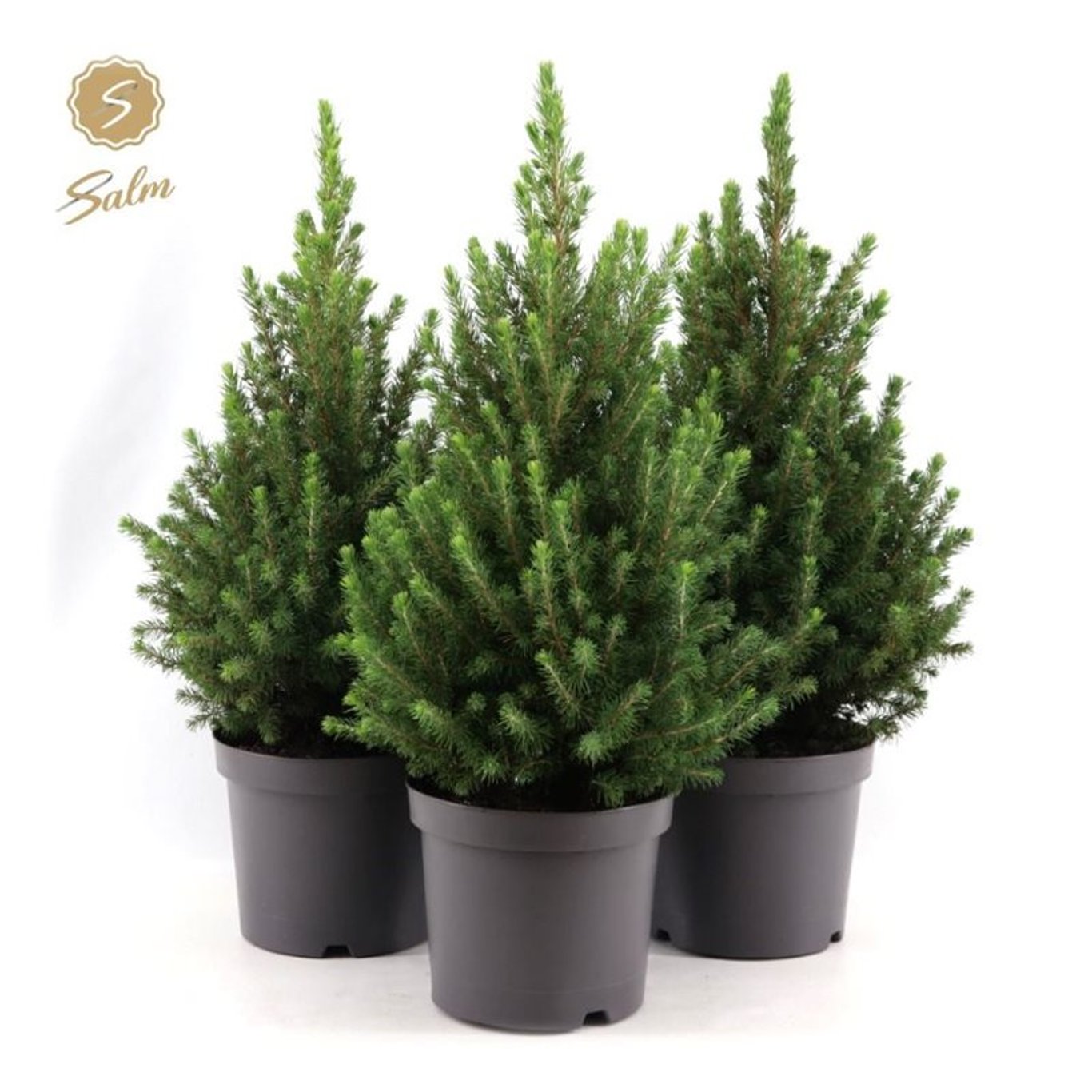 Picea gl. 'December' - C3 40-50 CM